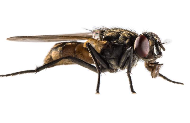 Maison infestée de mouches en hiver : causes et solutions